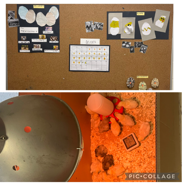 AVPS Bulletin Boards